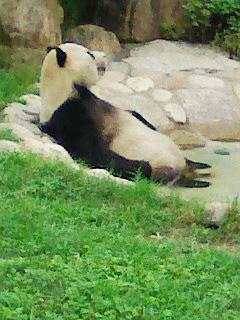 神戸王子動物園パンダ